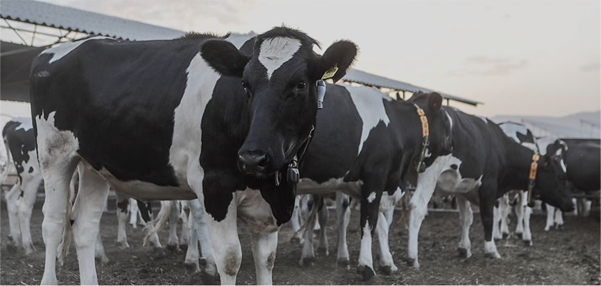 בהריון בהריון לפני המלטה