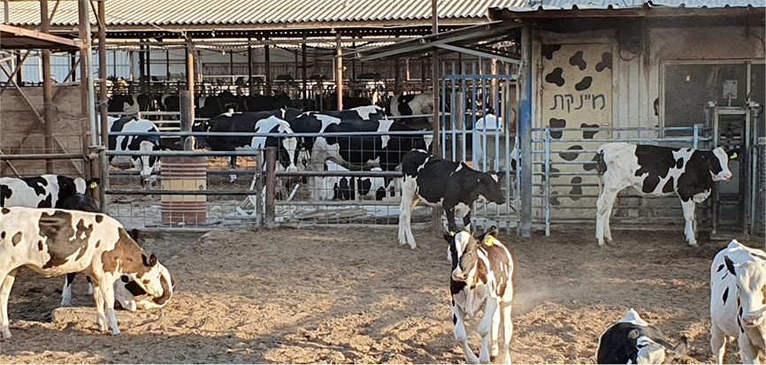 קבוצת עגלות ברפת יטבתה