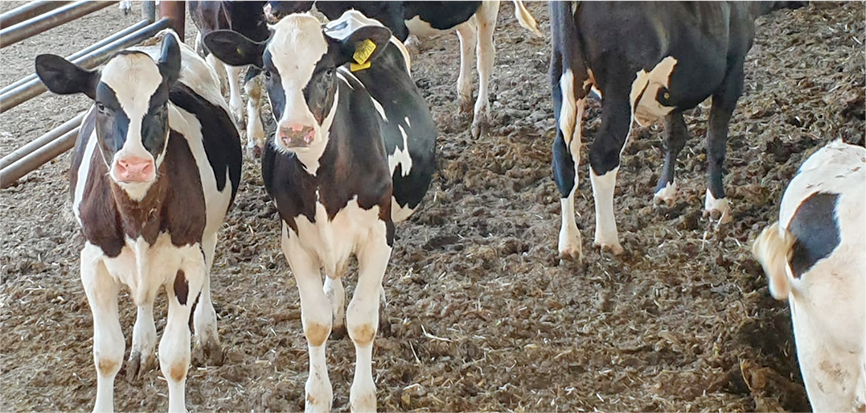 קבוצת עגלות ברפת יטבתה